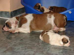 BULLDOGI ENGLEZI SUPERBI!!!