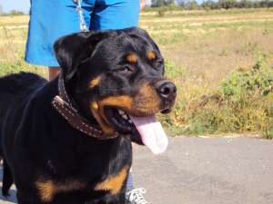 Rottweiler supercalitate