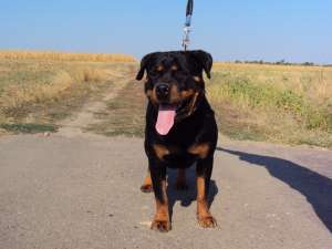 Rottweiler supercalitate