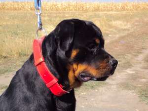 Rottweiler supercalitate