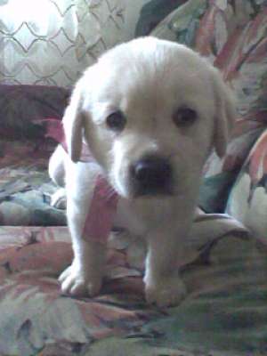 VAND PUI LABRADOR