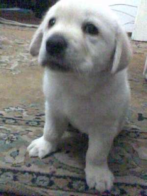 VAND PUI LABRADOR