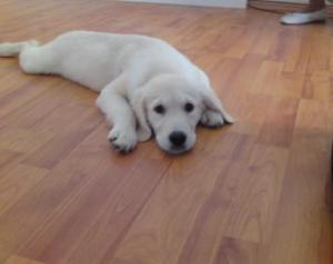 vand pui golden retriever auriu