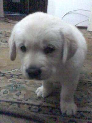 VAND PUI LABRADOR