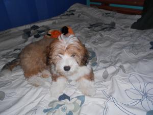 Bichon catelus supeeerb