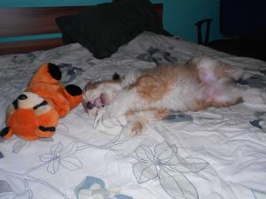 Bichon catelus supeeerb