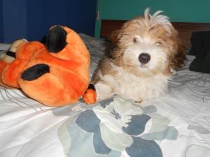 Bichon catelus supeeerb