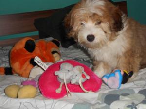 Bichon catelus supeeerb