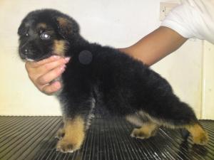 pui ciobanesc german cu pedigree