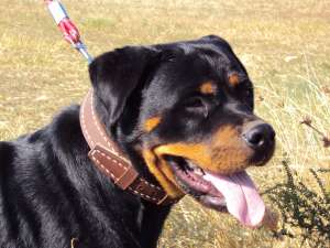 rottweiler calitate germana