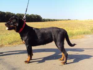 rottweiler calitate germana