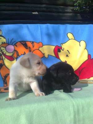 vand pui labrador aurii si negre