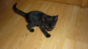 DONATIE