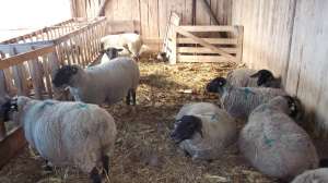oi suffolk de vanzare