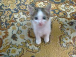 adoptie doua pisicute