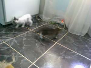 adoptie doua pisicute