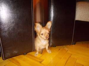 De vanzare pui chihuahua femela 3 luni