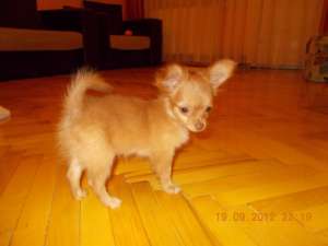 De vanzare pui chihuahua femela 3 luni