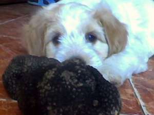 V�nd căţeluş Lagotto Romagnolo pentru căutarea trufelor