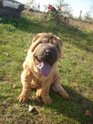 Ofer mascul Shar-pei pt. monta