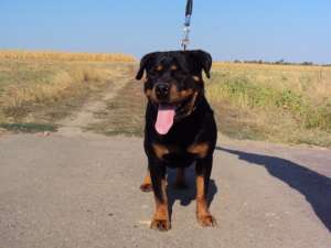 Rottweiler cu pedigree