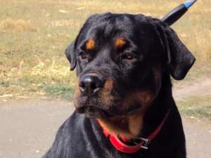 Rottweiler cu pedigree