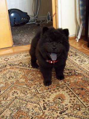 Ofer spre vanzare pui Chow Chow