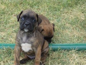 Vand  boxer german
