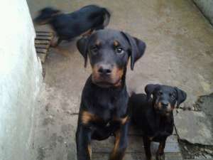 vand rotweiler de 6 luni  (2 femele)