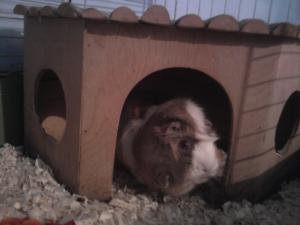 Vand porcusor de Guineea