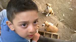 vand pui amstaff