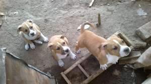 vand pui amstaff