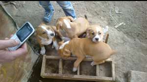 vand pui amstaff