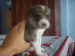 Jack russell terrier de calitate