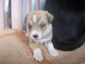 Jack russell terrier de calitate