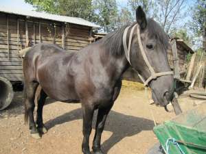 Vand: Cal negru,  Semi-greu,  Talie mare