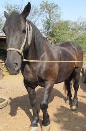 Vand: Cal negru,  Semi-greu,  Talie mare
