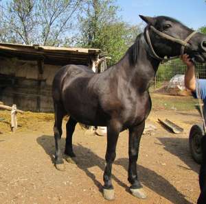 Vand: Cal negru,  Semi-greu,  Talie mare