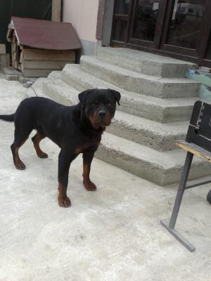 rottweiler mascul 2ani pt monta