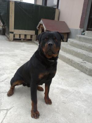 rottweiler mascul 2ani pt monta
