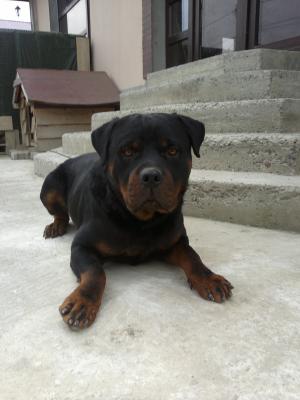 rottweiler mascul 2ani pt monta