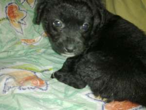 vand bichon hav