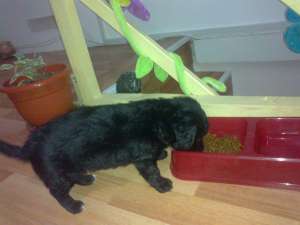 vand bichon havanez