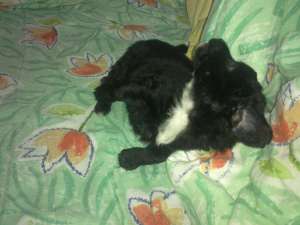 vand bichon havanez