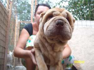 SHAR-PEI ADULTI DE CALITATE