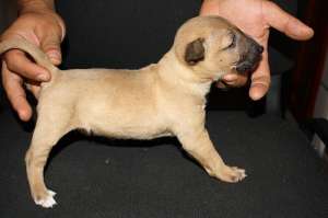Pui MiniBullterrier de vanzare!