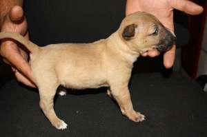 Pui MiniBullterrier de vanzare!