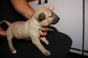 Pui MiniBullterrier de vanzare!
