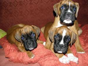VAND PUI BOXER GERMAN 0724855825