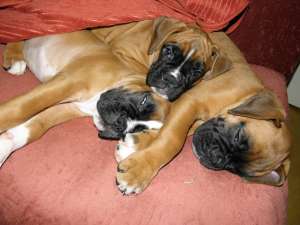 VAND PUI BOXER GERMAN 0724855825